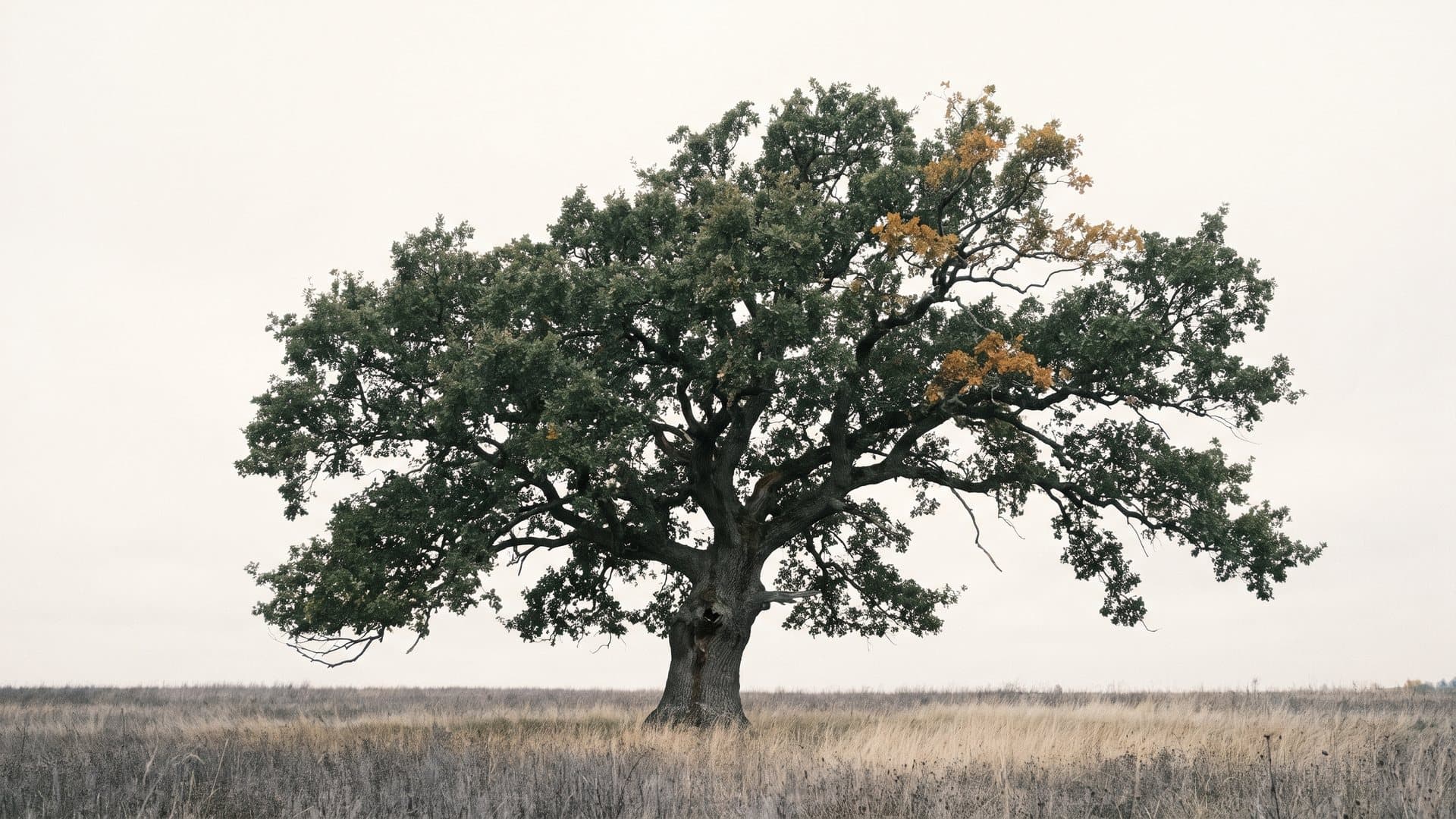 An old oak tree with a wide branching crown against a pale sky, a small cluster of its many leaves turned ochre.