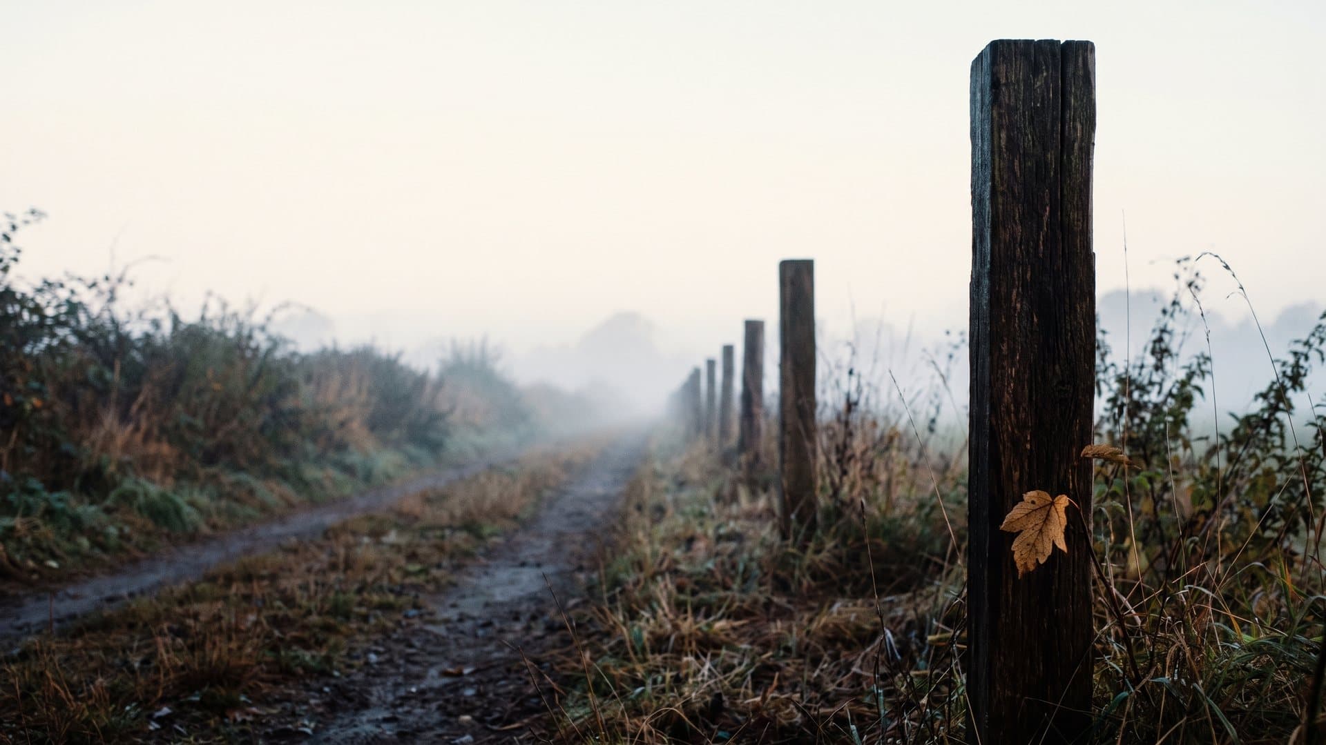 A line of fence posts beside a country lane receding into morning mist, sharp and solid nearby and barely visible far off.